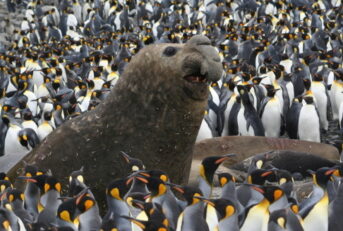Marion Island