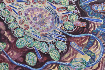Stem Cells