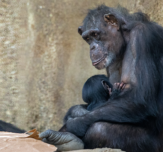 Animal emotions robins choice