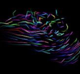 Fish Tracking Colin Twomey