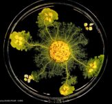 IMG 0165 AD 1200x1200