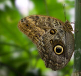 Owl Butterfly1
