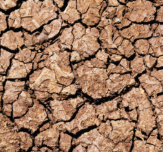 Drought robins choice