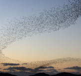 Flocking robins choice