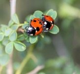 Ladybirds robins choice