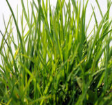 New breeding tech robins choice