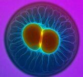 Pikaso texttoimage oocyte freezing