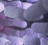 Your100tr inhabitants robins choice