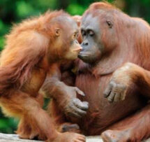 Animal Empathy