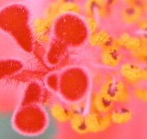 Chemistry Of Love