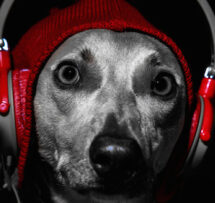 Music Brain