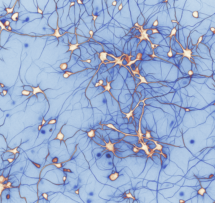 Neurones