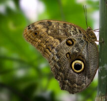 Owl Butterfly1