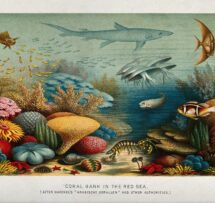 Red Sea coral reef