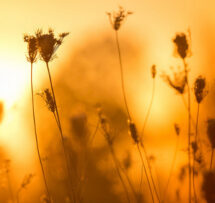 Resurrection Plants