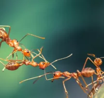 Ants