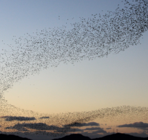 Flocking robins choice