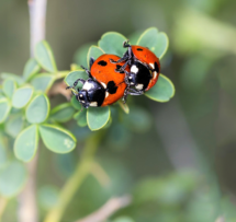 Ladybirds robins choice