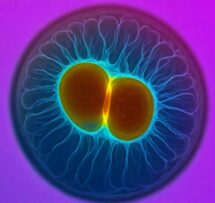 Pikaso texttoimage oocyte freezing