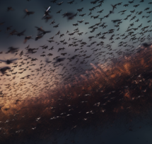Scienceandcocktails intelligence flocking swarms collective beh 0f3d966a f87c 48c8 846e 2ec6d568ea62