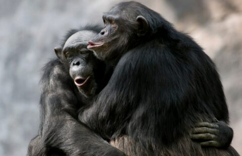 Animal emotions and empathy