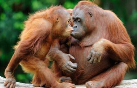 Animal Empathy