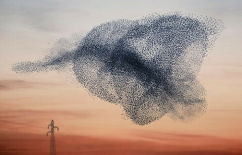Flocking 1