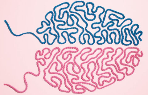 Gendered Brain