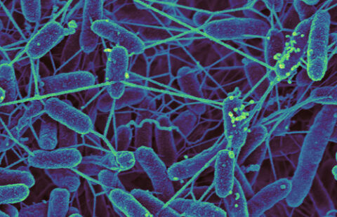 Gut Microbes