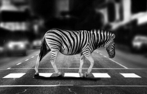 How the Urban Jungle Drives Evolution