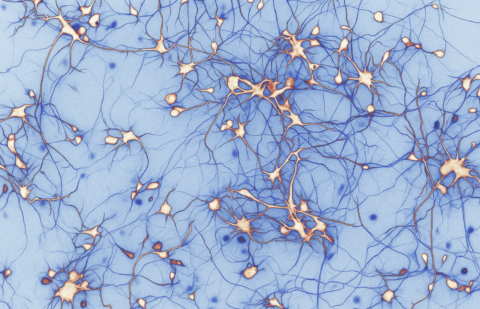 Neurones