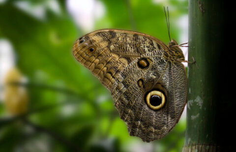 Owl Butterfly1