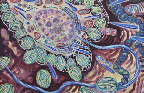 Stem Cells
