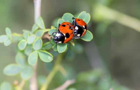 Ladybirds robins choice