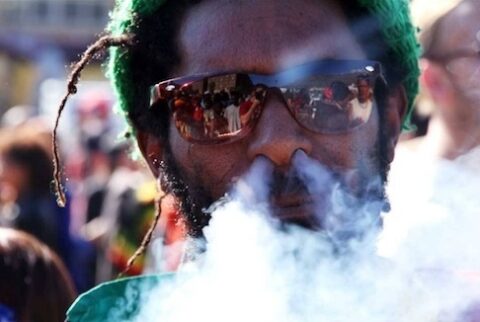 Cannabis