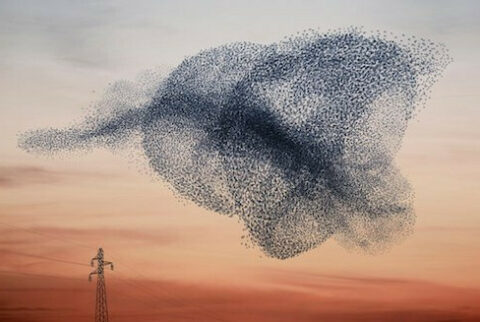 Flocking 1