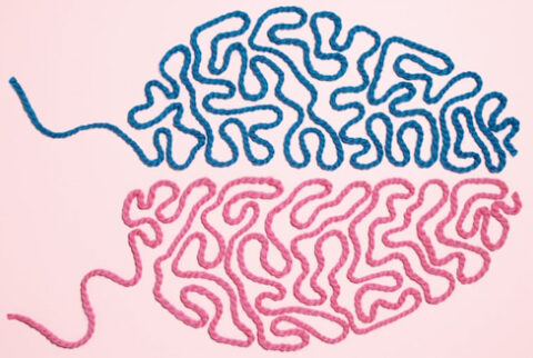 Gendered Brain