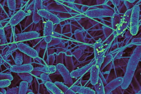 Gut Microbes