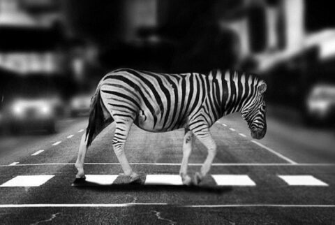 How the Urban Jungle Drives Evolution