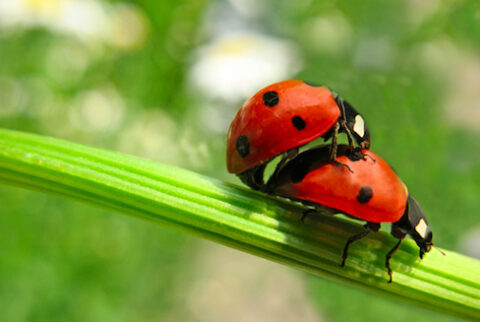 Insects