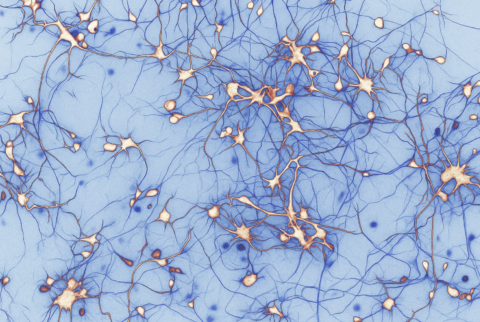 Neurones
