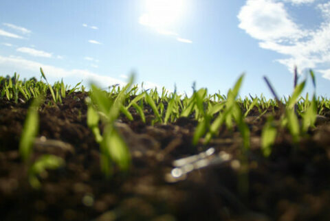 Plants