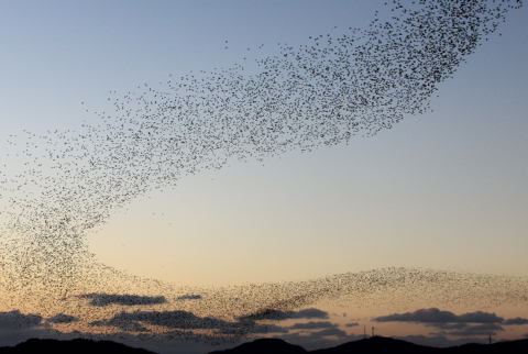 Flocking robins choice