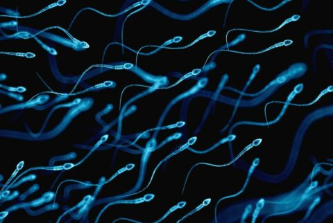 Spermcount
