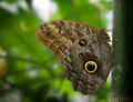 Owl Butterfly1