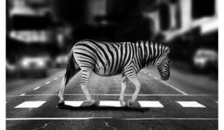 How the Urban Jungle Drives Evolution