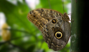 Owl Butterfly1